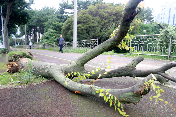 30일 오전 제주시 연동의 가로수가 밤새 몰아친 강풍에 쓰러져 있다. 2020.6.30  연합뉴스