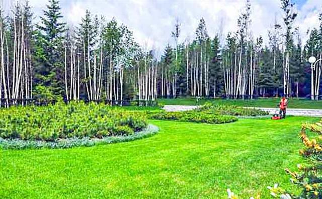 북한 노동당 기관지 노동신문은 30일 “삼지연시에서 거리와 마을에서 봇나무(자작나무)를 많이 심어 가꾸고 있다”라며 “현재 10여 만 그루의 봇나무들이 곳곳에 뿌리내렸다”라고 보도했다. 신문은 “여러가지 수종의 나무들이 배합된 것으로 하여 원림화, 수림화, 공원화에서 보다 큰 전진이 이룩되고 있다”라고 전했다. 평양 노동신문=뉴스1