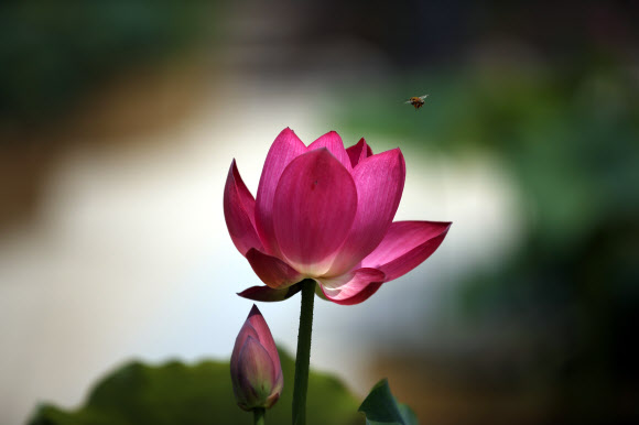 2일 오후 서울 종로구 조계사에 연꽃이 피어 있다. 2020.7.2  연합뉴스