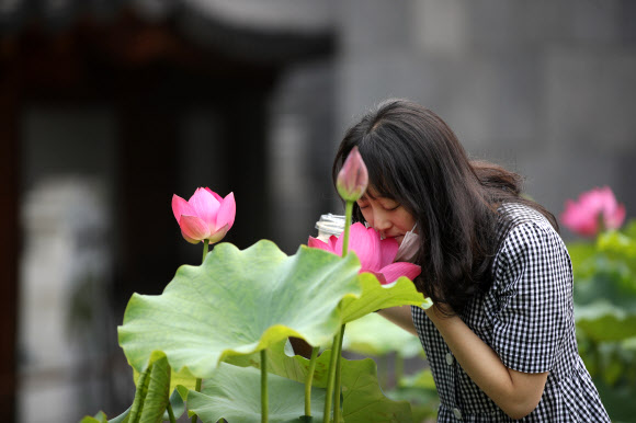 2일 오후 서울 종로구 조계사에서 한 시민이 연꽃 향을 맡고 있다. 2020.7.2  연합뉴스