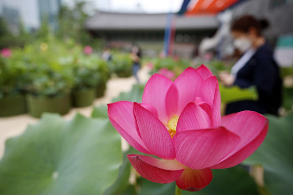 2일 오후 서울 종로구 조계사에 연꽃이 피어 있다. 2020.7.2  연합뉴스