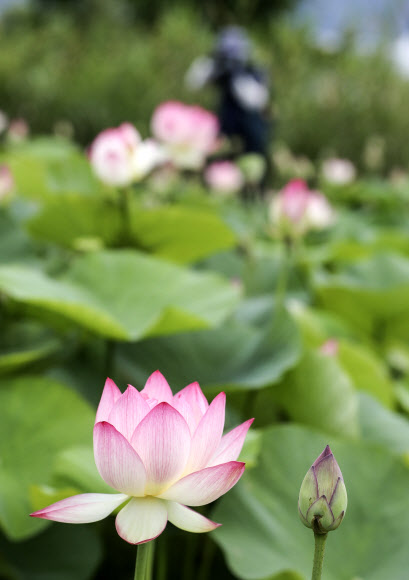 2일 부산 사상구 삼락생태공원 연꽃단지에 활짝 핀 연꽃이 아름다운 자태를 뽐내고 있다. 2020.7.2 연합뉴스