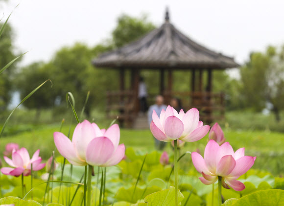 2일 부산 사상구 삼락생태공원 연꽃단지에 활짝 핀 연꽃이 아름다운 자태를 뽐내고 있다. 2020.7.2 연합뉴스