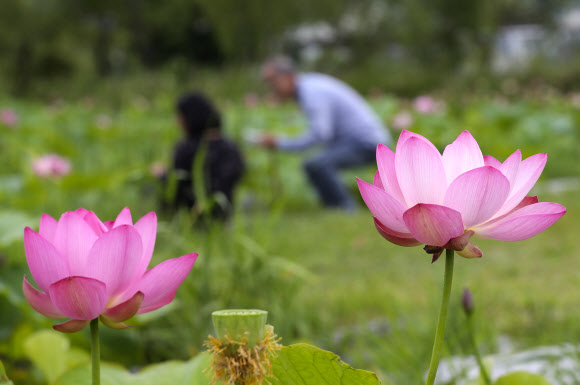 2일 부산 사상구 삼락생태공원 연꽃단지에 활짝 핀 연꽃이 아름다운 자태를 뽐내고 있다. 2020.7.2 연합뉴스