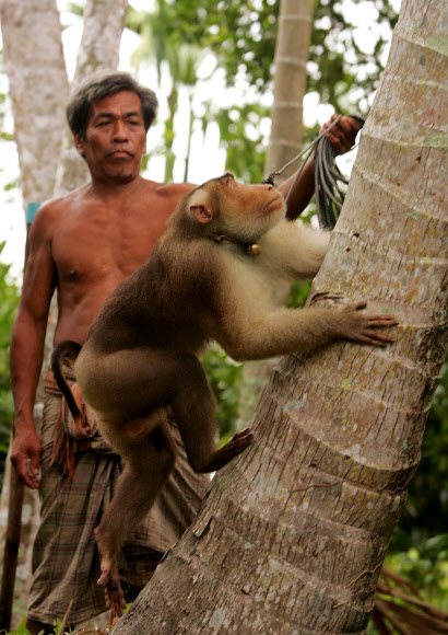 지난 2004년 7월 26일 태국 방콕에서 남쪽으로 1200㎞ 떨어진 나라티왓 지방의 한 주민이 줄로 연결된 원숭이를 코코넛 나무에 올라가 코코넛을 채취하게 하고 있다. 이 주민이 기사에 등장하는 농장주들처럼 원숭이를 노예처럼 부려 채취한 코코넛을 판매해 이득을 취하는 것은 아닐 수도 있겠다. 하지만 올바르지 못한 관행으로 보인다. 로이터 자료사진 연합뉴스 