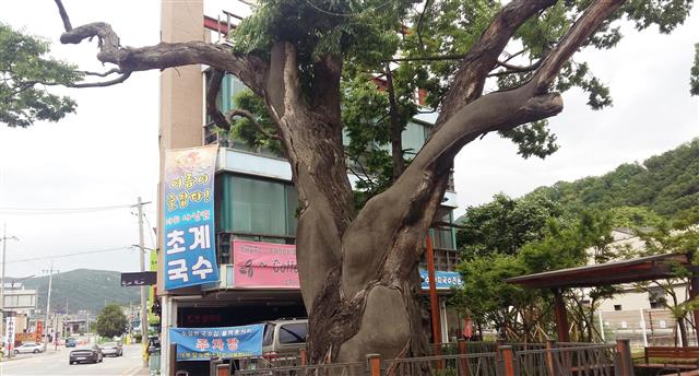 마을 수호신인 500여년 된 할아버지 느티나무. 할머니 나무와 함께 삼막마을의 안녕과 평화를 지켜주는 신령스런 당나무다.<br>남상인 기자 sanginn@seoul.co.kr