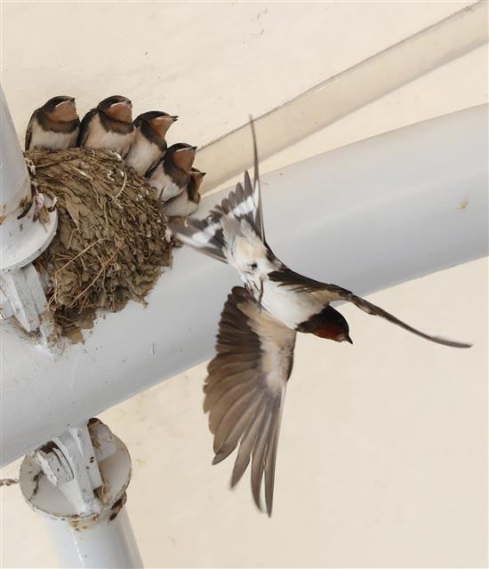 어미 제비의 모정