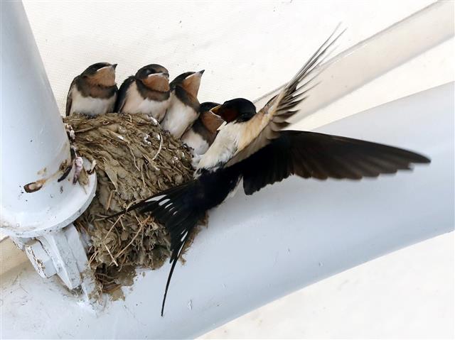 먹이 주는 어미 제비