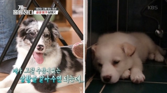 ‘개는 훌륭하다’(개훌륭) 보더콜리종 ‘코비’, ‘담비’ 논란.  KBS