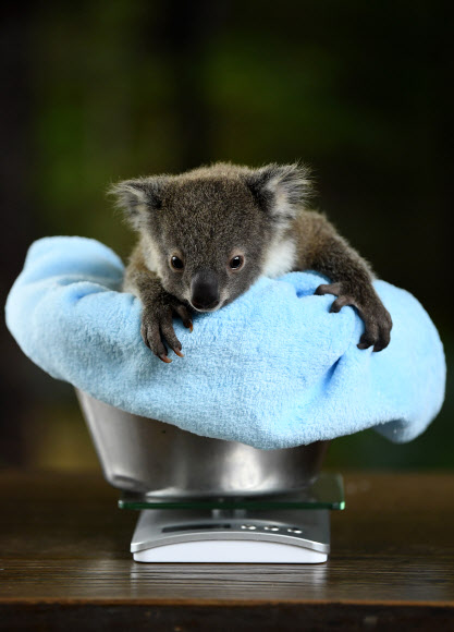 생후 8개월 된 새끼 코알라 재스퍼가 8일(현지시간) 호주 시드니의 ‘와일드 라이프 시드니 동물원’에서 체중을 재기 위해 저울에 앉아 있다. EPA 연합뉴스