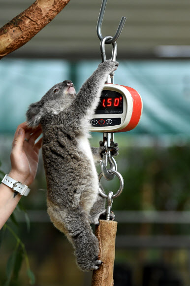 생후 9개월 된 새끼 코알라 일라니가 8일(현지시간) 호주 시드니의 ‘와일드 라이프 시드니 동물원’에서 체중을 재고 있다. EPA 연합뉴스