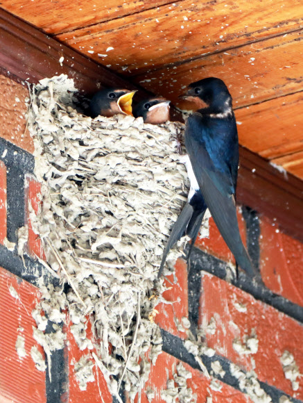 시골주택에 둥지 튼 제비들