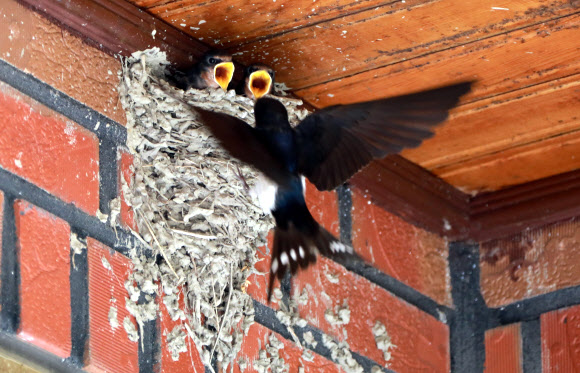 새끼들 돌보는 어미 제비