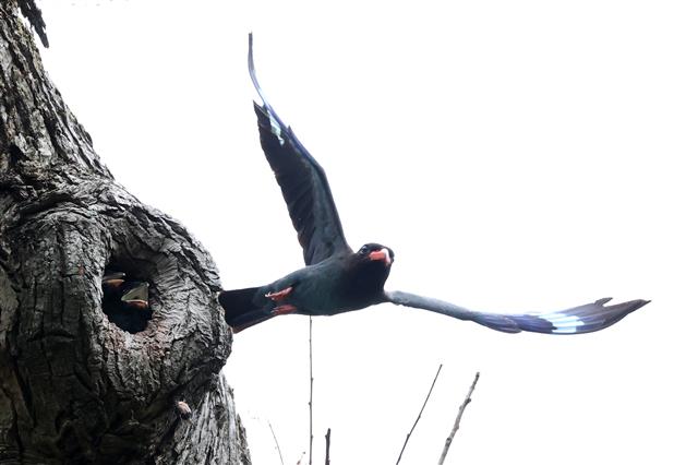 엄마 파랑새 마중하는 새끼들