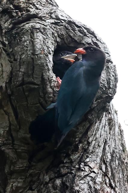 먹이 보채는 아기 파랑새