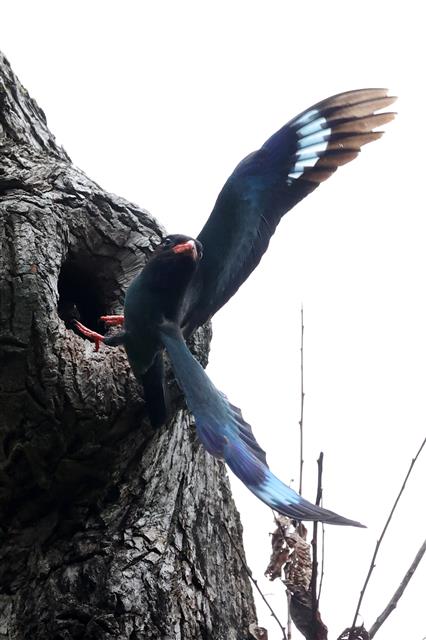 먹잇감 구하러 나선 파랑새