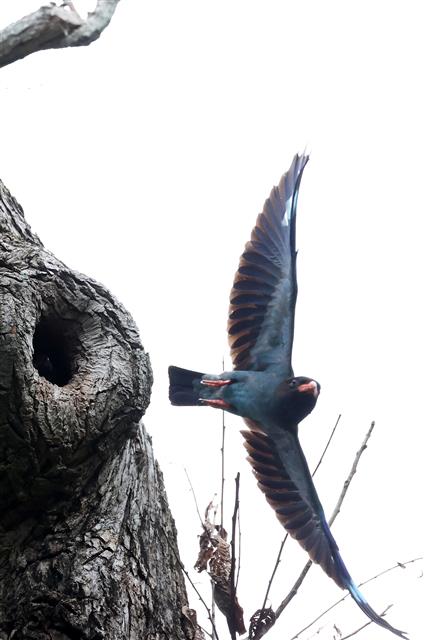 날개펼친 파랑새