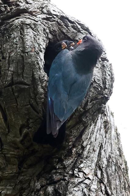 파랑새 가족의 사랑