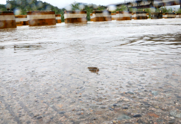 도로로 나온 물고기