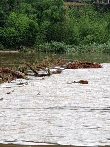세계유산 하회마을 섶다리, 호우로 대부분 유실