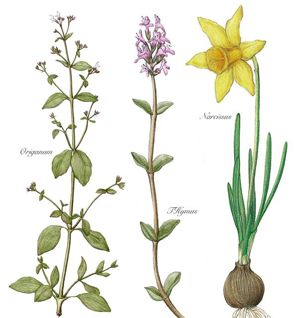 1500년대에 제작된 가장 오래된 식물 표본책에는 약용식물 연구 목적으로 채집된 오레가노(왼쪽)와 타임(가운데) 그리고 관상용 알뿌리식물인 수선화(오른쪽), 아네모네 등이 기록돼 있다.