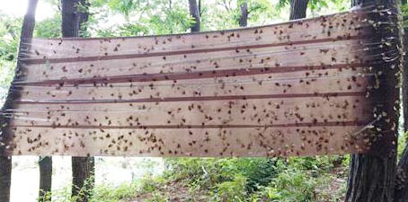 과천시는 청계, 관악산에 두 곳 등산로에 끈끈이를 설치하는 등 매미나방 방제 강화에 나섰다. 과천시 제공<br>