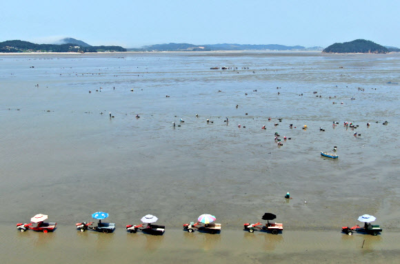 충남 태안군 소원면 법산리에서 어민들이 바지락 채취를 위해 경운기를 몰고 갯벌로 나가고 있다. 연합뉴스 