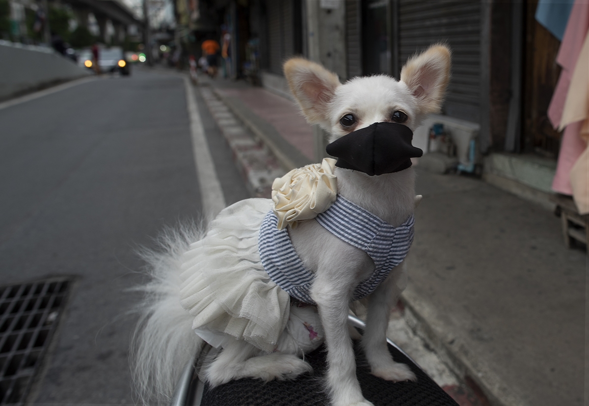코로나19 확산 속 마스크를 쓴 태국 방콕의 개.  AP 연합뉴스
