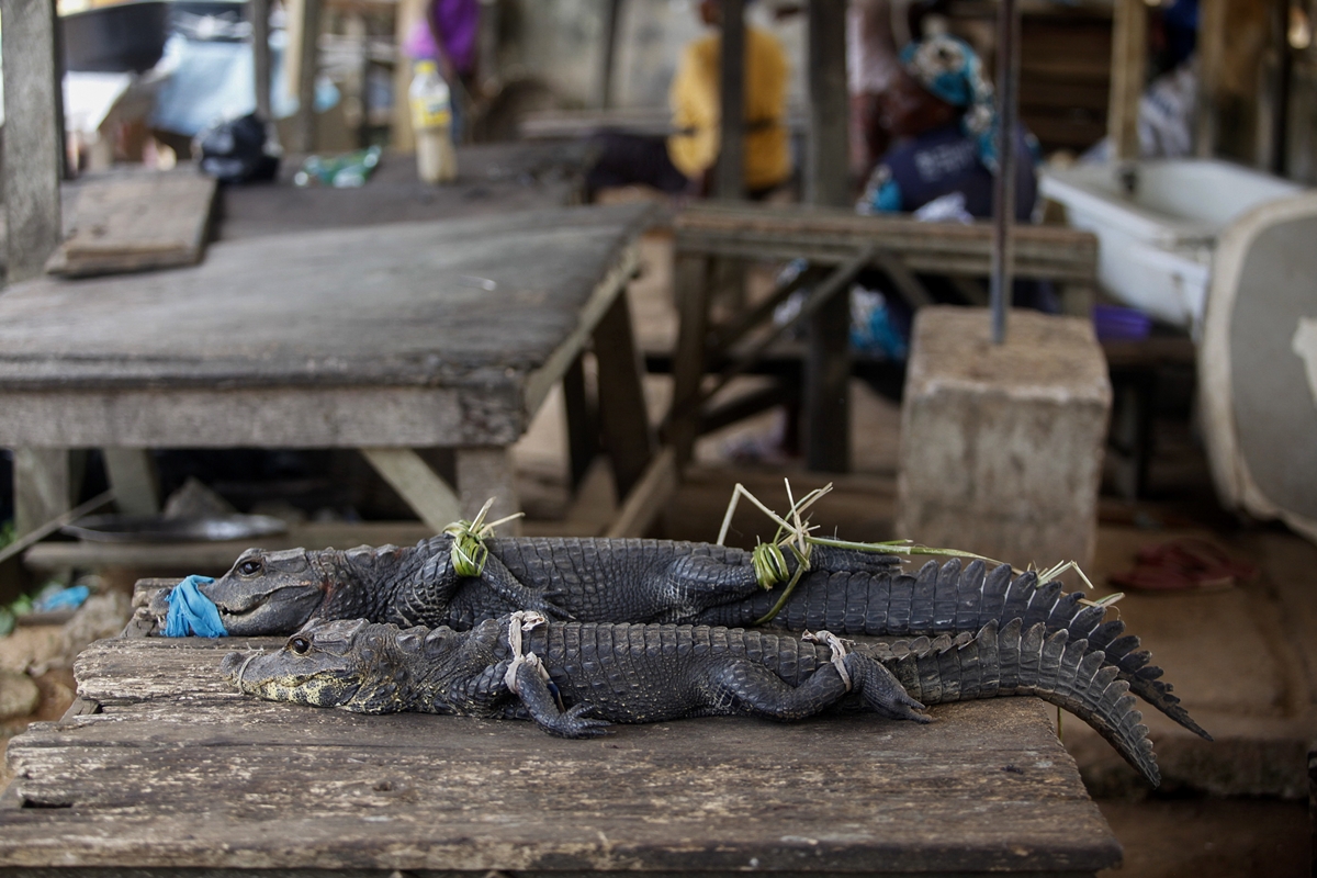 나이지리아 라고스의 한 야생동물 시장에서 판매되고 있는 악어.  EPA 연합뉴스