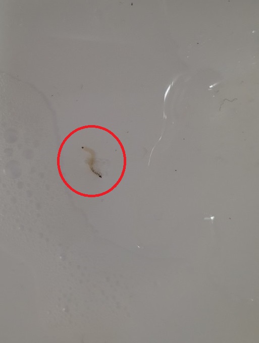 파주 운정신도시 한 아파트 안방 세면대에서 발견된 유충.(독자 제공)