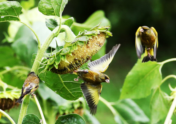 장맛비가 잠시 멈춘 20일 오후 경기도 수원시 권선구 탑동시민농장 해바라기밭에서 방울새가 날아다니고 있다. 2020.7.20  연합뉴스