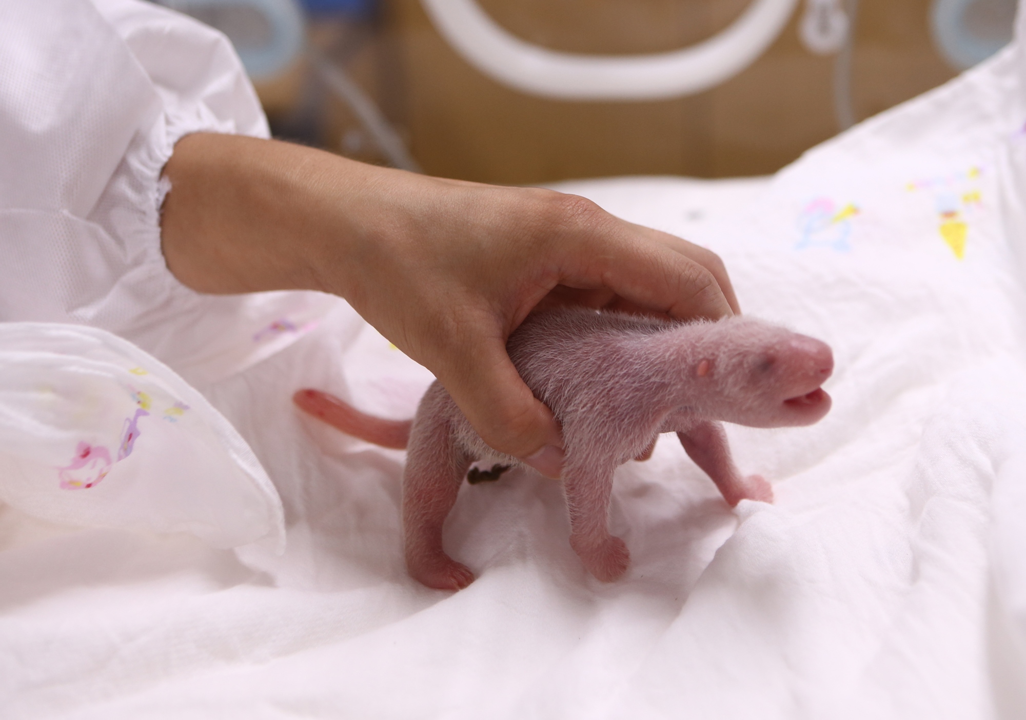 지난 20일 에버랜드에서 국내 유일의 판다 한 쌍 암컷인 아이바오(7세)와 수컷 러바오(8세) 사이에서 태어난 암컷 아기 판다. 국내에서 판다가 자연번식에 성공해 출산한 것은 이번이 처음이다. 에버랜드 제공
