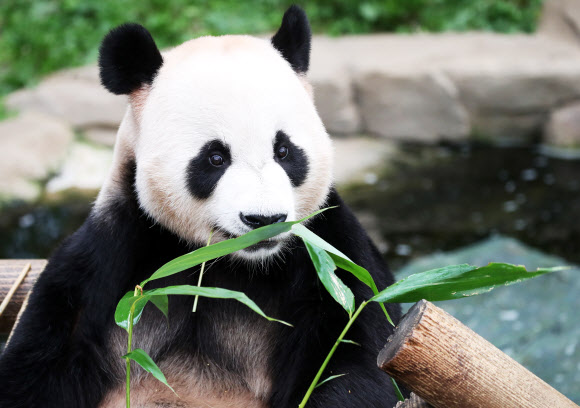22일 오후 경기도 용인시 에버랜드에서 수컷 판다 러바오가 먹이를 먹고 있다.  에버랜드는 지난 20일 국내 유일의 판다 한 쌍인 암컷 아이바오와 수컷 러바오 사이에서 아기 판다 한 마리가 태어났다고 22일 밝혔다. 2020.7.22  연합뉴스