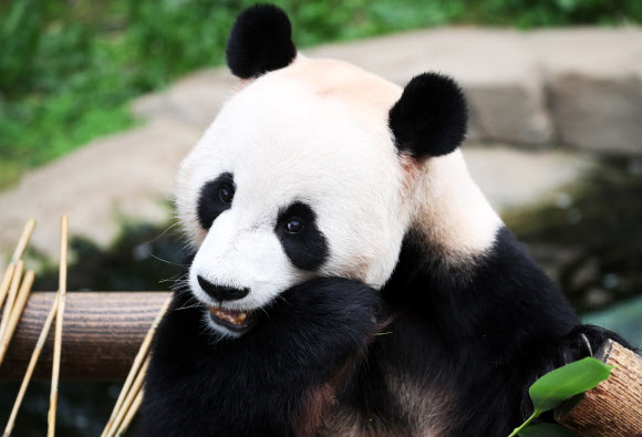 22일 오후 경기도 용인시 에버랜드에서 수컷 판다 러바오가 먹이를 먹고 있다.  에버랜드는 지난 20일 국내 유일의 판다 한 쌍인 암컷 아이바오와 수컷 러바오 사이에서 아기 판다 한 마리가 태어났다고 22일 밝혔다. 2020.7.22  연합뉴스