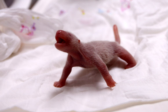 세계적 멸종위기종인 자이언트 판다가 국내에서 처음 태어났다. 용인 에버랜드에서 생활하던 아이바오-러바오 부부가 암컷 2세 1마리를 낳은 것이다.  사진은 국내에서 처음 태어난 자이어트 판다. 2020.7.22  에버랜드 제공