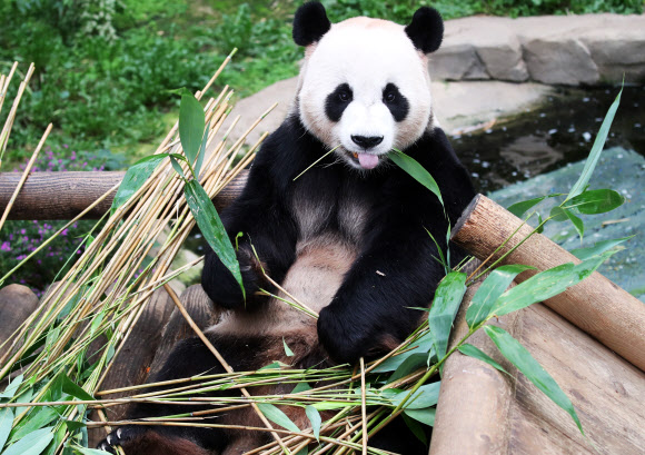 22일 오후 경기도 용인시 에버랜드에서 수컷 판다 러바오가 먹이를 먹고 있다.  에버랜드는 지난 20일 국내 유일의 판다 한 쌍인 암컷 아이바오와 수컷 러바오 사이에서 아기 판다 한 마리가 태어났다고 22일 밝혔다. 2020.7.22  연합뉴스