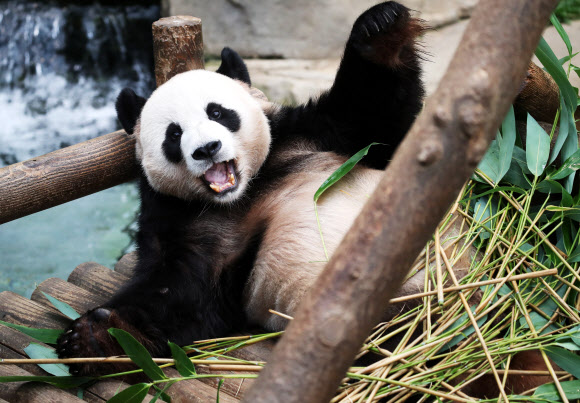 22일 오후 경기도 용인시 에버랜드에서 수컷 판다 러바오가 먹이를 먹고 있다.  에버랜드는 지난 20일 국내 유일의 판다 한 쌍인 암컷 아이바오와 수컷 러바오 사이에서 아기 판다 한 마리가 태어났다고 22일 밝혔다. 2020.7.22  연합뉴스