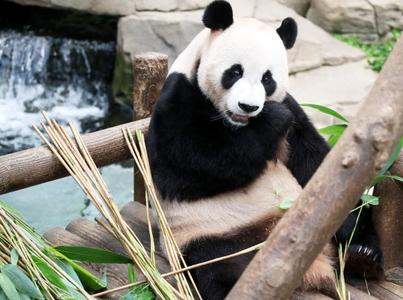 22일 오후 경기도 용인시 에버랜드에서 수컷 판다 러바오가 먹이를 먹고 있다.  에버랜드는 지난 20일 국내 유일의 판다 한 쌍인 암컷 아이바오와 수컷 러바오 사이에서 아기 판다 한 마리가 태어났다고 22일 밝혔다. 2020.7.22  연합뉴스