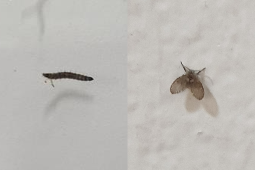 유충 신고 아파트에서 발견된 나방파리(오른쪽) 유충(왼쪽)  청주시 제공