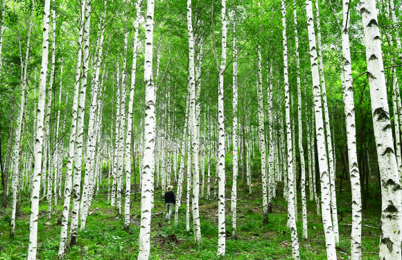 육백마지기 아래 있는 자작나무숲.