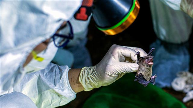 코로나19가 전 세계적으로 확산되면서 많은 과학자들이 원인 동물로 박쥐를 지목했다. 박쥐는 바이러스 저장고라는 특징 이외에도 유일한 비행 포유류로 초음파를 이용해 장애물을 피하는 능력 등을 갖고 있다. 과학자들은 이런 능력들의 유전적 원천을 찾아나서면서 일부 성과를 내고 있다. 에코헬스 얼라이언스 제공
