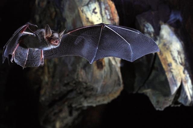 사스, 코로나19의 시작으로 알려진 박쥐들은 몸속에 수천 종의 바이러스를 보유하고 있는 ‘바이러스 저장고’이다. 사진은 생쥐귀박쥐. 네이처/Olivier Farcy 제공