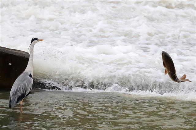 24일 오전 장맛비가 잠시 소강상태로 접어들자 물이 불어난 대구 신천 수중보에서 먹잇감을 찾던 왜가리와 물살을 거슬러 올라오던 잉어가 맞닥뜨리고 있다. 2020.7.24 뉴스1