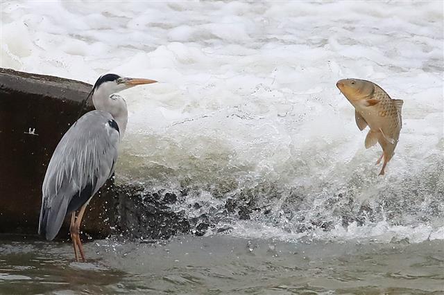 24일 오전 장맛비가 잠시 소강상태로 접어들자 물이 불어난 대구 신천 수중보에서 먹잇감을 찾던 왜가리와 물살을 거슬러 올라오던 잉어가 맞닥뜨리고 있다. 2020.7.24 뉴스1