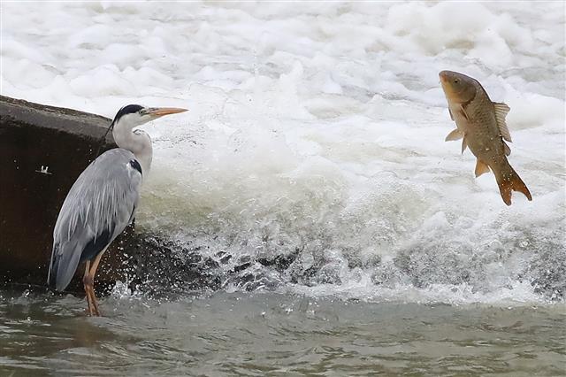 24일 오전 장맛비가 잠시 소강상태로 접어들자 물이 불어난 대구 신천 수중보에서 먹잇감을 찾던 왜가리와 물살을 거슬러 올라오던 잉어가 맞닥뜨리고 있다. 2020.7.24 뉴스1