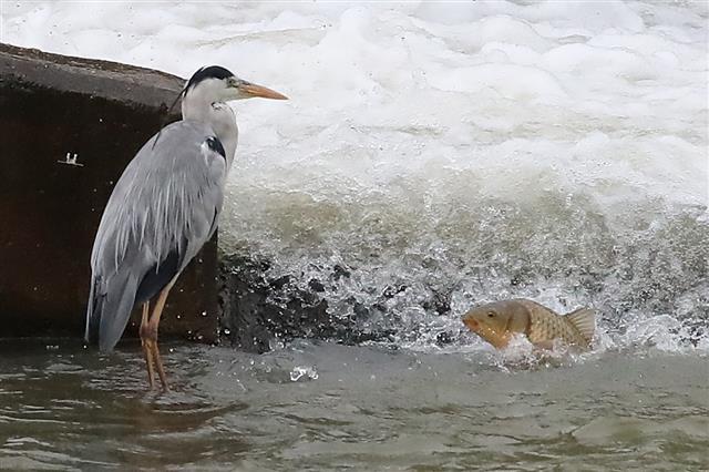 24일 오전 장맛비가 잠시 소강상태로 접어들자 물이 불어난 대구 신천 수중보에서 먹잇감을 찾던 왜가리와 물살을 거슬러 올라오던 잉어가 맞닥뜨리고 있다. 2020.7.24 뉴스1