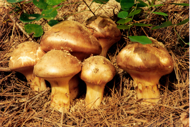 전국 최고의 품질을 자랑하는 봉화 송이. 봉화군 제공  