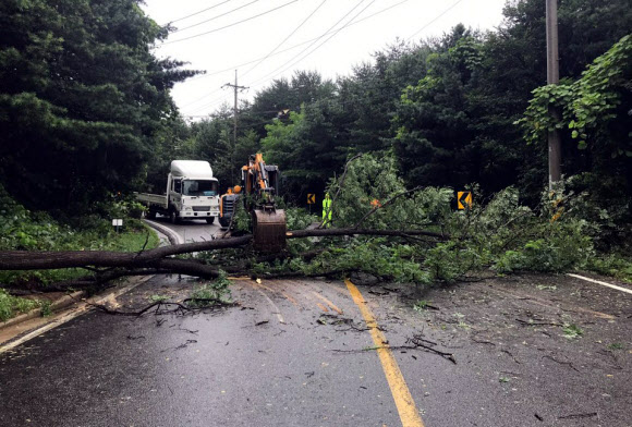 도로위로 쓰러진 나무