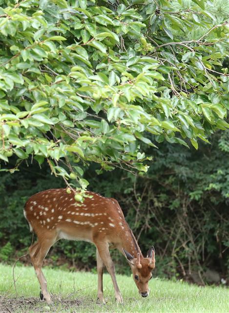 27일 오후 대전 유성구 국립대전현충원에서 꽃사슴이 여유로운 시간을 보내고 있다. 2020.7.27 뉴스1