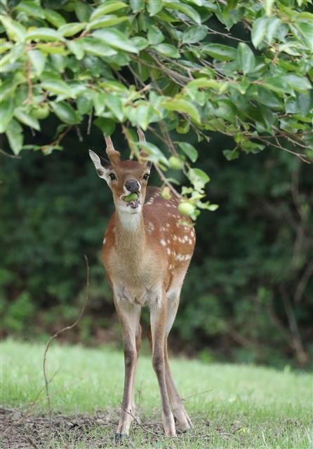 27일 오후 대전 유성구 국립대전현충원에서 꽃사슴이 나뭇잎을 먹고 있다. 2020.7.27 뉴스1